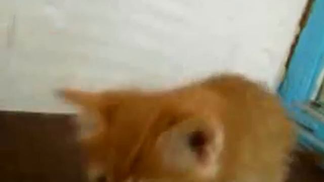 отдам котёнка смотреть онлайн