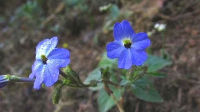 Browallia by Jeremy смотреть онлайн