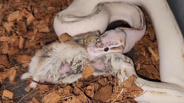 Highway Ball Python Eats Small Rodent - Warning Live Feeding смотреть онлайн