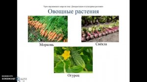 Дикорастущие и культурные растения