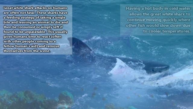 Great White Shark facts: do you even know why they're called that? | Animal Fact Files смотреть онлайн