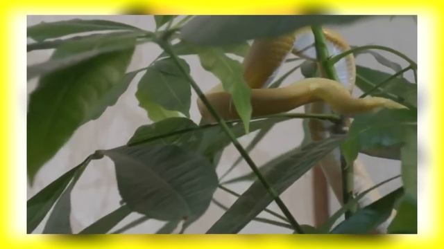 Is Vritra Worth Summoning? (Fate/Grand Order) смотреть онлайн