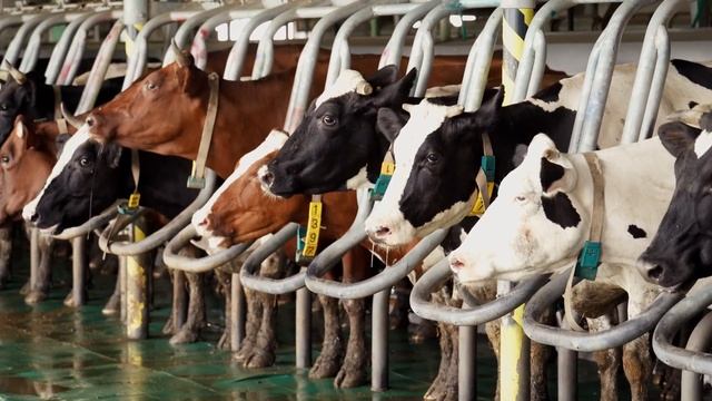 АГРОМАРАФОН 2021. Сила с полей. Серия №7. ООО «Колхоз-племзавод имени Чапаева» смотреть онлайн