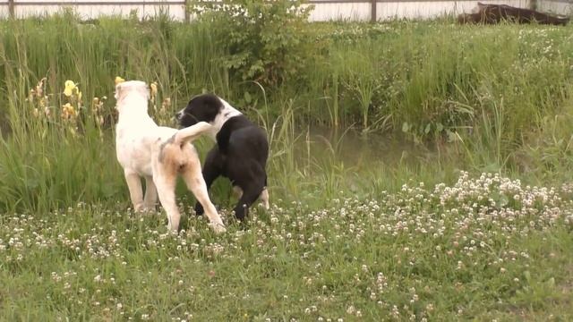 Питомник "Шилеле". Щенок САО с краповым окрасом, девочка смотреть онлайн