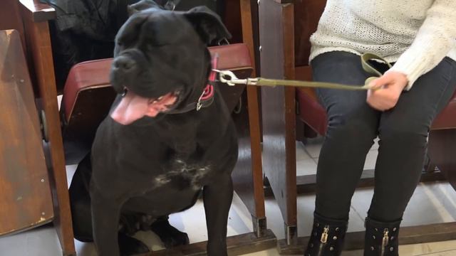 У Рівному відбулася щорічна виставка породистих собак смотреть онлайн