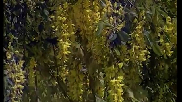 Играй, гармонь! | Анастасия Заволокина | Ветка сирени (live) смотреть онлайн