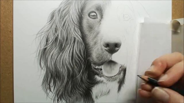 Cocker Spaniel Graphite Drawing - Cocker Spaniel Dog Drawing Pet Portrait смотреть онлайн