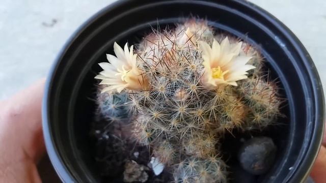My Cactus Mammillaria prolifera in beautiful bloom смотреть онлайн