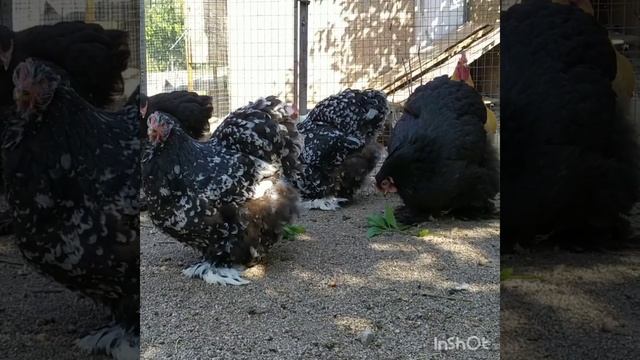 Мраморные и черные курочки коха смотреть онлайн