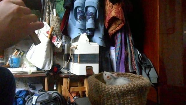 Той,хто заклинає пацюків ))) смотреть онлайн