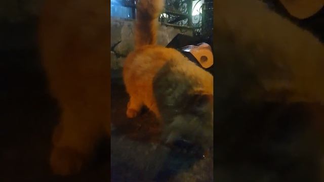 Как кормить кошек бездомных, все просто. смотреть онлайн