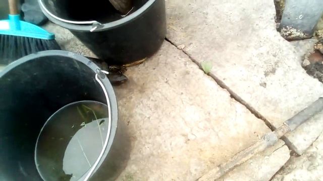 Речная черепашка по имени Наташка смотреть онлайн