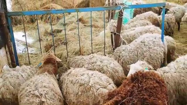 Переход со стойлового содержания овец на пастбищное|Овцеводство смотреть онлайн