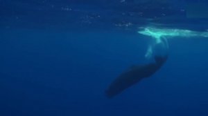 КАШАЛОТ Напал На КОСАТКУ. Вот Что Было Дальше...