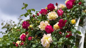 Сажаем розы со 100% приживаемостью