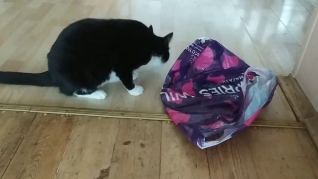 Кошка Муська играет с пакетом смотреть онлайн