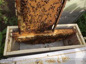 когда лучше делать отводки пчел - весной до главного взятка в июле или после