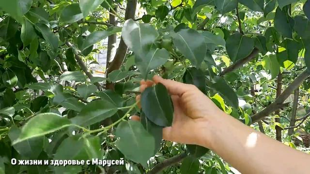 НА КАЖДОЙ ДАЧЕ РАСТЕТ ЧАЙ /ВИШНЯ СМОРОДИНА ЧЕРЕШНЯ ГРУША ЯБЛОНЯ @natureMarusya смотреть онлайн