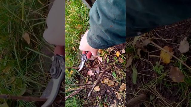 Обрезка однолетнего винограда. Нижегородская область. Подскажите, правильно? смотреть онлайн