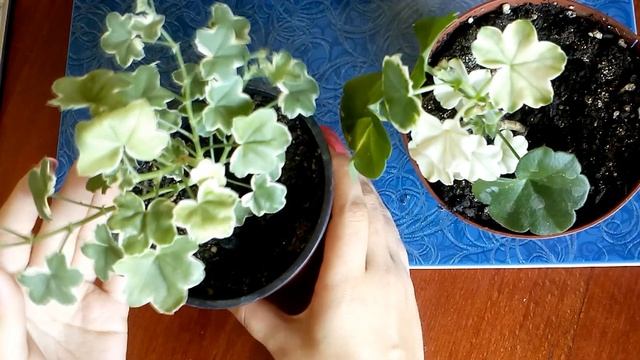 Плющелистные пеларгонии летом: белые листья смотреть онлайн