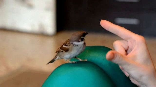 Игривый ручной воробей/ручной воробей есть зерна/tamed sparrow смотреть онлайн