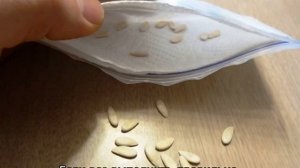 Огурцы в пластиковых пятилитровых бутылках: выращивание