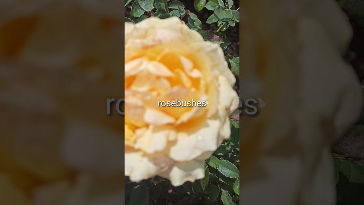 жёлтая роза, Анжела, Ред Леонардо. https://rose-bushes.ru/ смотреть онлайн