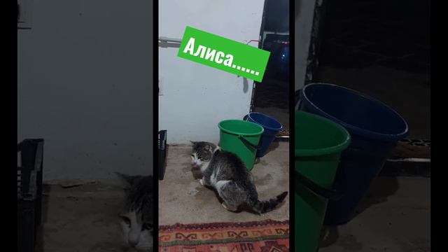 Алиса, кошка нагадила мимо лотка.... #cat #funnyanimal #trend #animals смотреть онлайн