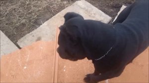 Будка для собаки с подогревом