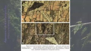 Биология 11 кл Теремов §10 Формы естественного отбора