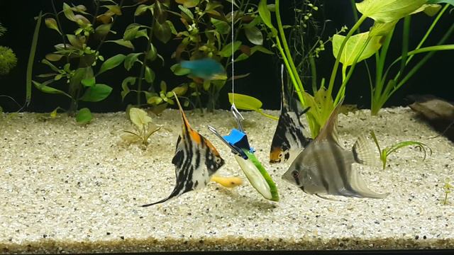 Растительный корм смотреть онлайн