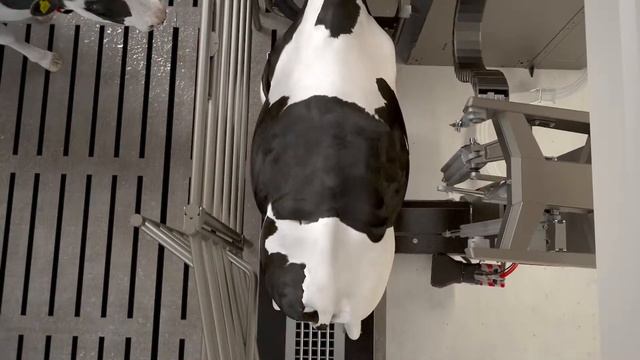 Lely Astronaut A5 - Die Kunst des Melkens смотреть онлайн