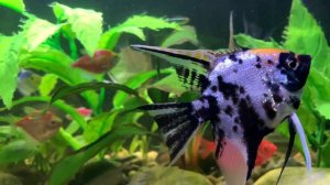 Аквариумные рыбки #тернеция и скалярии