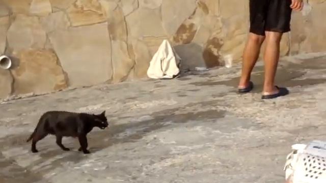 Кошачья рыбалка смотреть онлайн