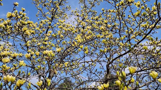 Yellow Flowered Magnolia смотреть онлайн