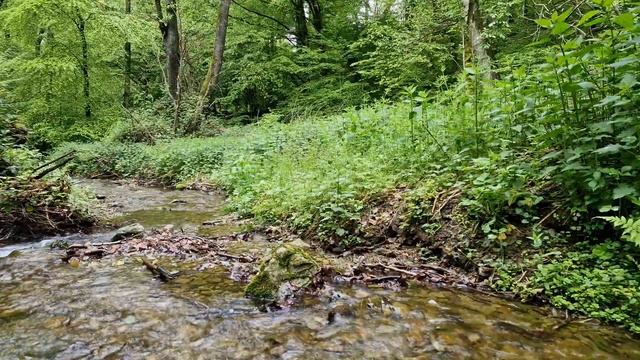 Журчание ручья в лесу для нервов и отдыха. Звуки природы чтобы расслабиться. Звук ручья. Релаксация смотреть онлайн