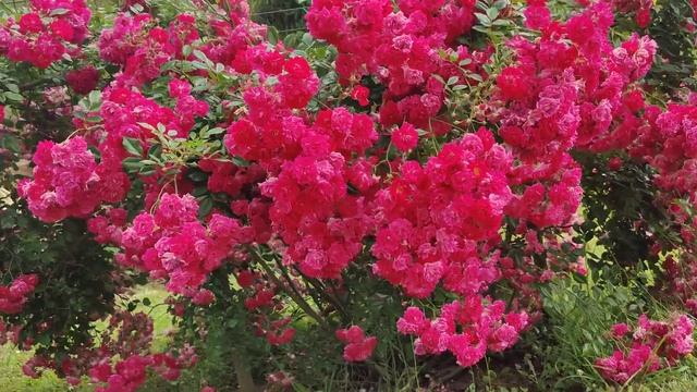 Rose super excelsa смотреть онлайн