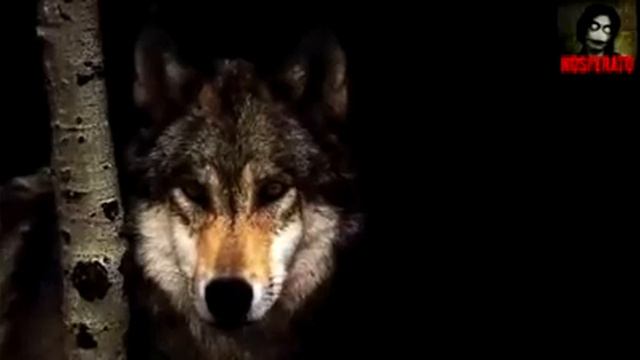 Доброе сердце и мудрость волка смотреть онлайн
