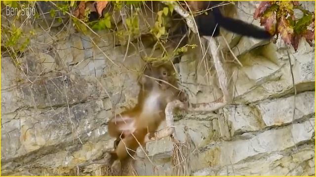 Deadliest Marten Attacks Ever Recorded !! смотреть онлайн