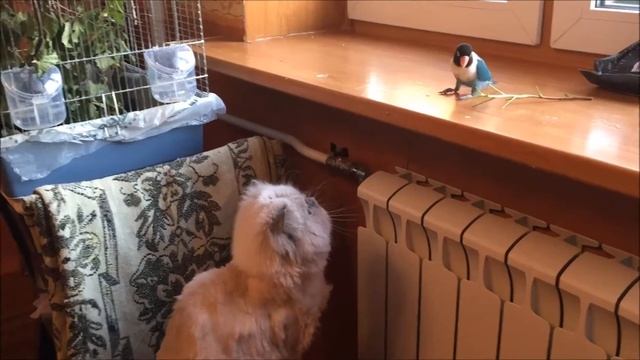 Попугайка Иза, кот и смородиновая веточка смотреть онлайн