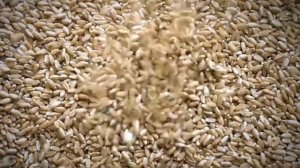 Агропромышленный комплекс