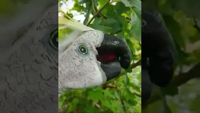 Я думала что это настоящий ( именно в первым моментом) оказывается это покрасили😲 смотреть онлайн