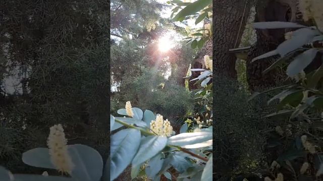 Ялта ??? Чудесное утро ???? смотреть онлайн