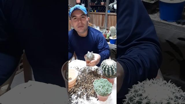 COMO HACER SUSTRATO ESPECIAL PARA CACTUS, FACIL Y ECONOMICO смотреть онлайн