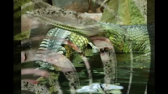 25 РЕДКИЕ ЭКЗОТИЧЕСКИЕ ЖИВОТНЫЕ, RARE EXOTIC ANIMALS смотреть онлайн