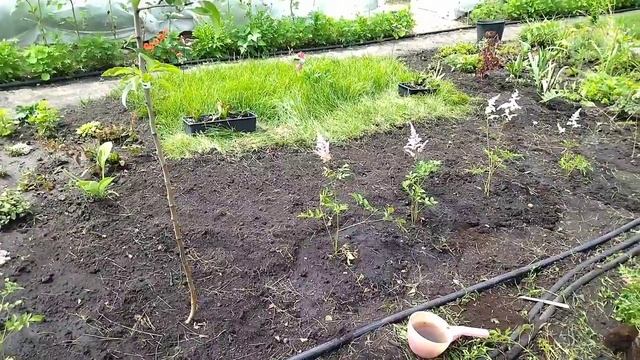 Стена из астильб. Расширяю цветник. смотреть онлайн