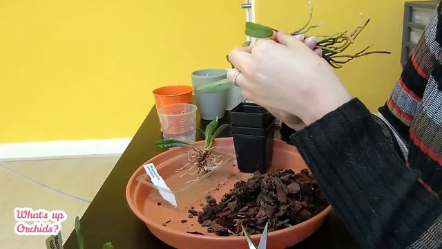 Repotting new plants - let's try something new! смотреть онлайн