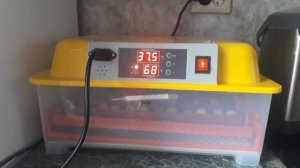 Китайский инкубатор WQ 24. Инкубирую перепелиные яйца.