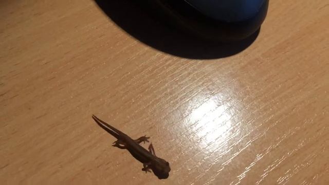 Как выглядит тритон