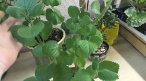 Плектрантус (Комнатная мята) Уход. (3 часть)